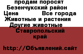продам поросят .Безенчукский район  › Цена ­ 2 500 - Все города Животные и растения » Другие животные   . Ставропольский край